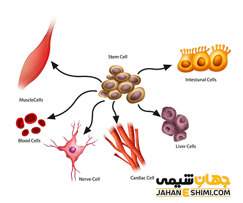 انواع سلول ویژگی و کارکرد آن‌ ها