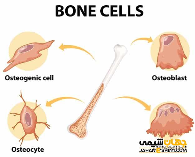 انواع سلول ویژگی و کارکرد آن ها