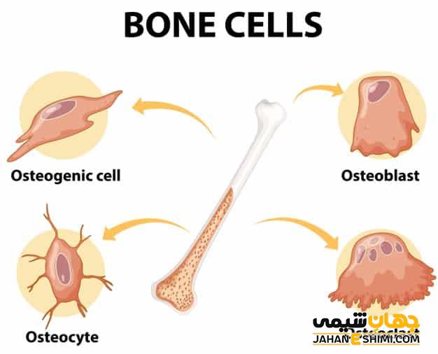 انواع سلول ویژگی و کارکرد آن‌ ها