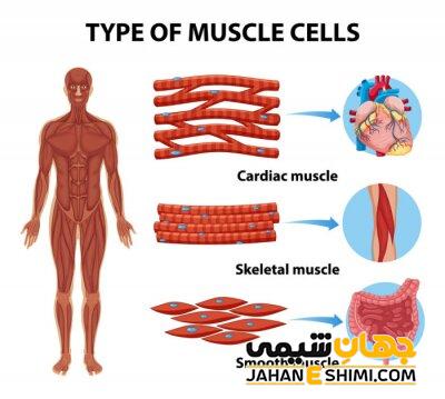 انواع سلول ویژگی و کارکرد آن ها