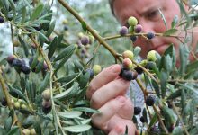 سندروم زوال سریع درخت زیتون چیست؟