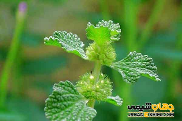 تاثیر شگفت انگیز عرق فراسیون بر کیست تخمدان