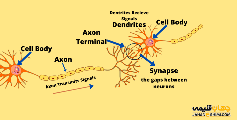عصب ها و یا سلول های عصبی چگونه پیام ها را منتقل می کنند؟