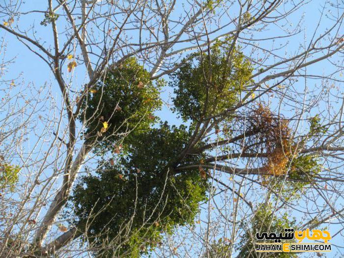 عوارض جانبی مصرف گیاه دارواش