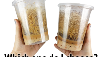 محیط کشت مگس سرکه چیست؟ - مراحل تهیه و انواع مختلف آن