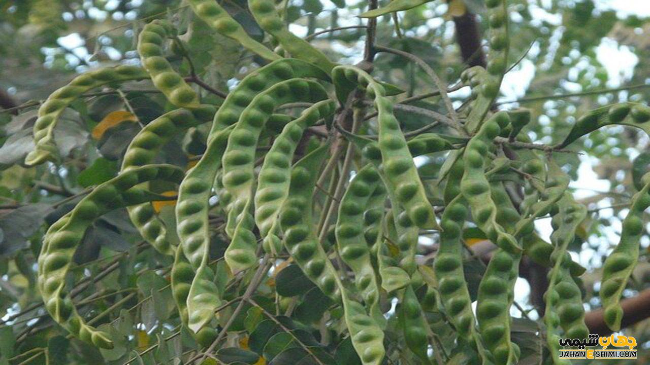 مشخصات ظاهری گیاه خرنوب