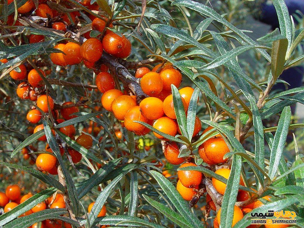 مشخصات ظاهری گیاه سنجد