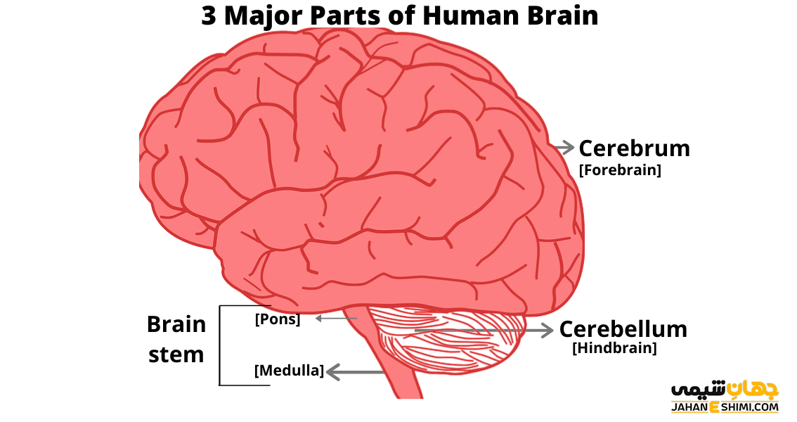 مغز و دستگاه عصبی چیست؟