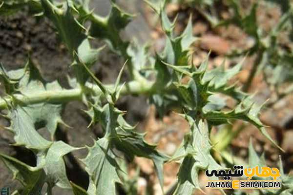 گیاه تیغ توراغ چیست؟ خواص درمانی گیاه تیغ توراغ و عوارض مصرف آن