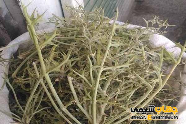 گیاه تیغ توراغ چیست؟ خواص درمانی گیاه تیغ توراغ و عوارض مصرف آن