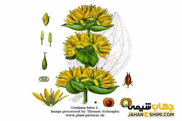 خواص گیاه جنتیانا چیست؟ روش مصرف گیاهی جنتیانا (ژانسیان،کوشاد)