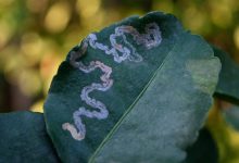 آشنایی با آفت مینوز و سموم و آفت کش های آن