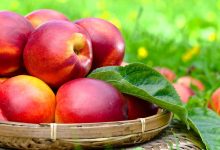 از فواید شگفت انگیز و خواص شلیل برای سلامتی چه می دانید؟