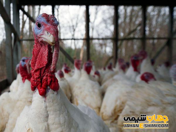 خواص ،فواید و عوارض گوشت بوقلمون
