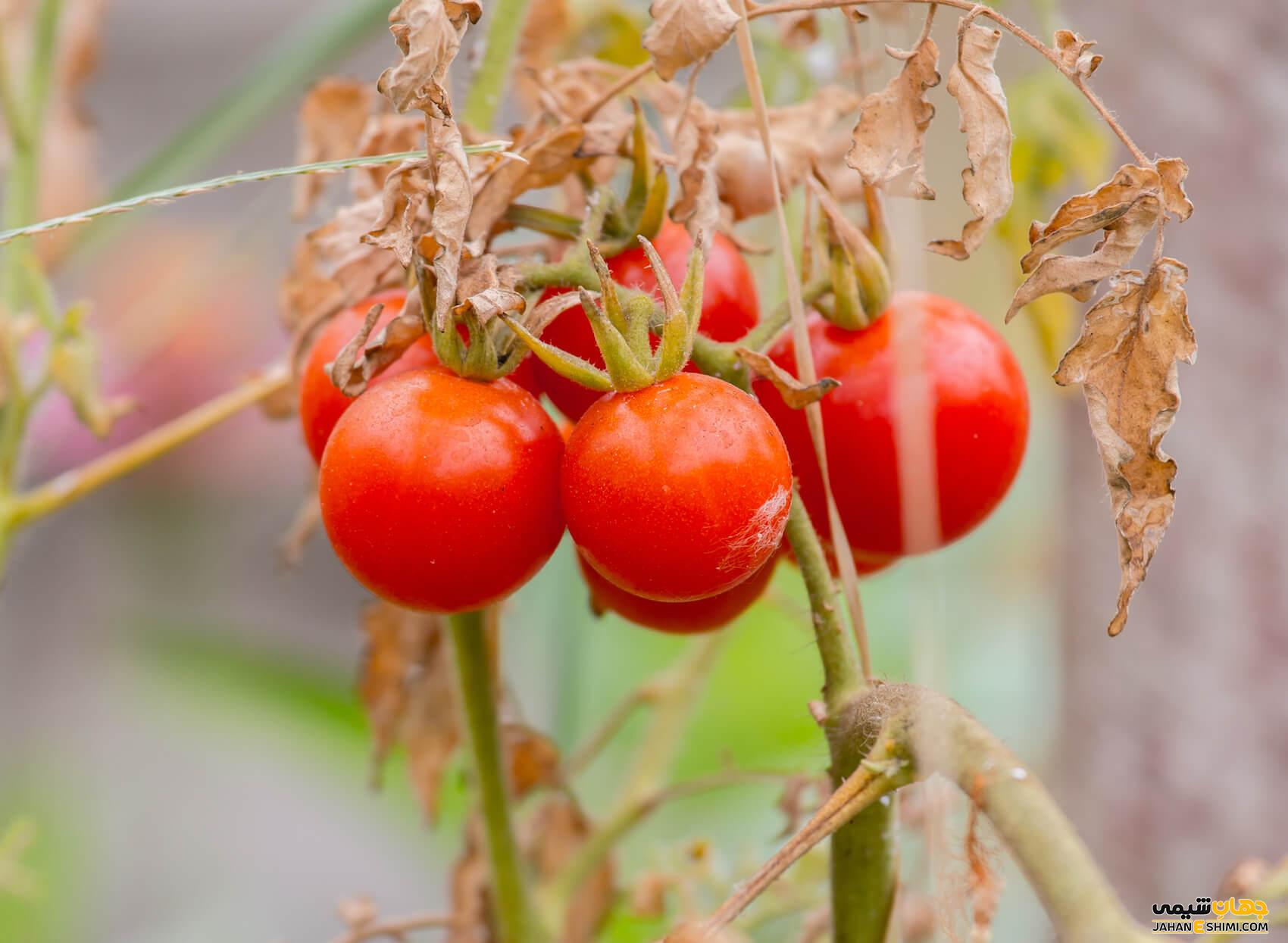 بیماری های قارچی در گوجه فرنگی