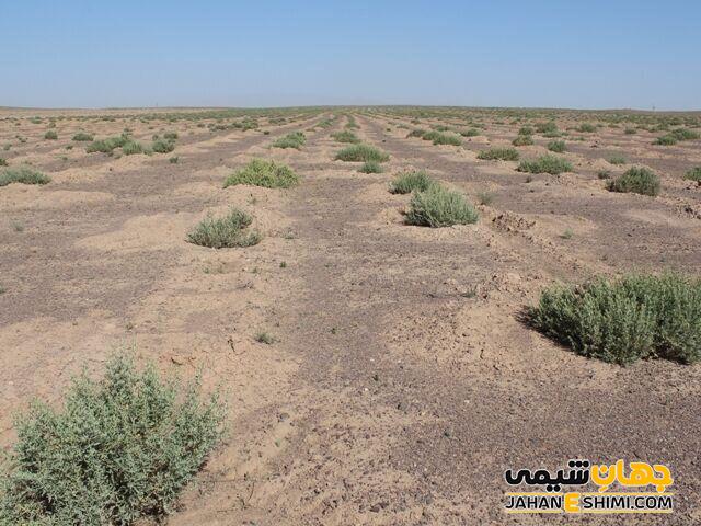 تاثير شوری خاک بر جوانه ‌زنی بذر گياه اشنان