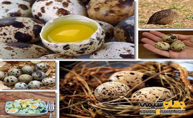 خواص تخم بلدرچین چیست؟ طرز تهیه اسکاچ مرغ با تخم بلدرچین