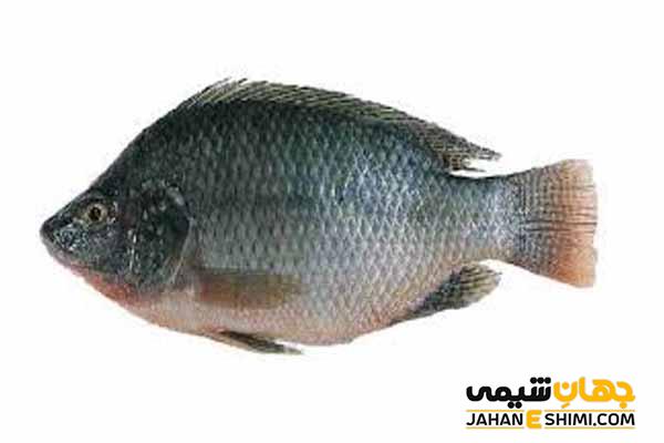 خواص گوشت ماهی تیلا پیلا چیست؟ عوارض، فواید و قیمت خرید آن