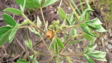 خواص درمانی گیاه چشوم و نحوه مصرف آن را بشناسیم
