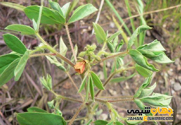 خواص درمانی گیاه چشوم و نحوه مصرف آن را بشناسیم