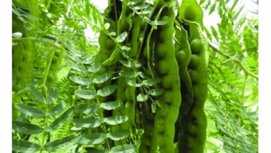 خواص و فواید بلادر چیست؟ طرز تهیه دمنوش بلادر چگونه است؟