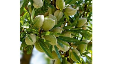 خواص و فواید مصرف چغاله بادام برای سلامتی کدام است؟