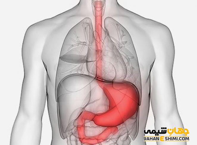 در جلوگیری از سرطان معده نقش دارد