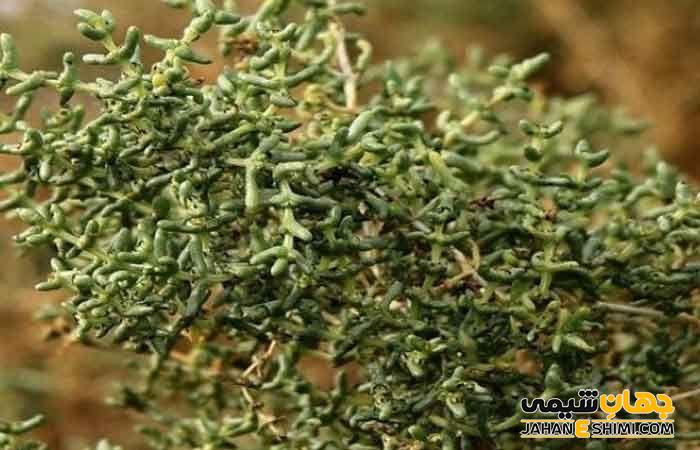 دیگر خواص درمانی گیاه اشنان