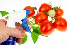 سم حشره کش برای گوجه فرنگی