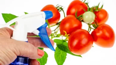 سم حشره کش برای گوجه فرنگی