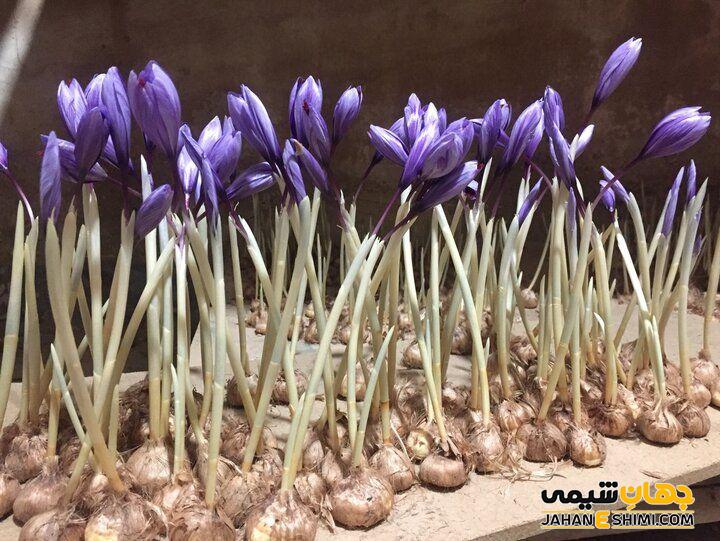 سوخ (پیاز) گیاه زعفران