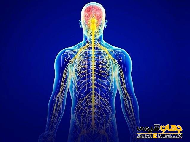 عملکرد سیستم عصبی را بهبود می بخشد