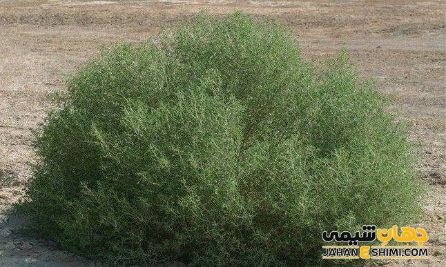 مشخصات ظاهری گیاه اشنان