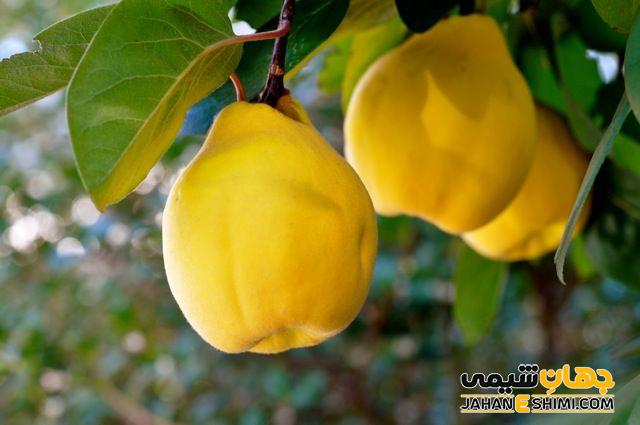 مهم ترین ترکیبات موجود در میوه به