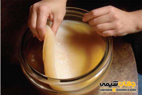 خواص نوشیدنی کامبوجا چیست؟ تهیه نوشیدنی کامبوجا در منزل