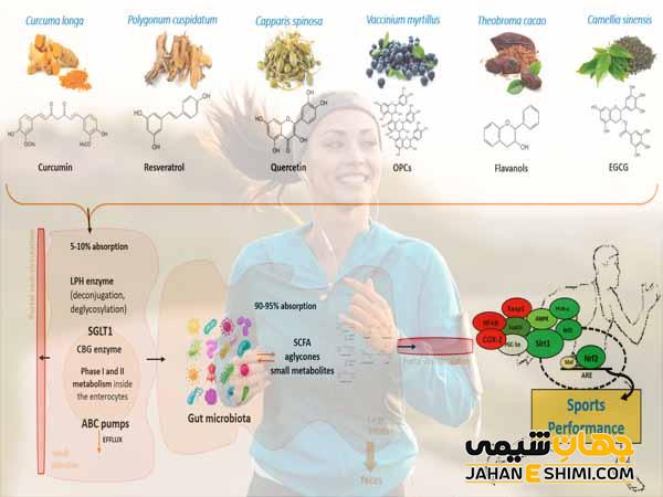 خواص پلی فنول چیست و چه نقشی در چربی سوزی و ریکاوری بدن دارد؟