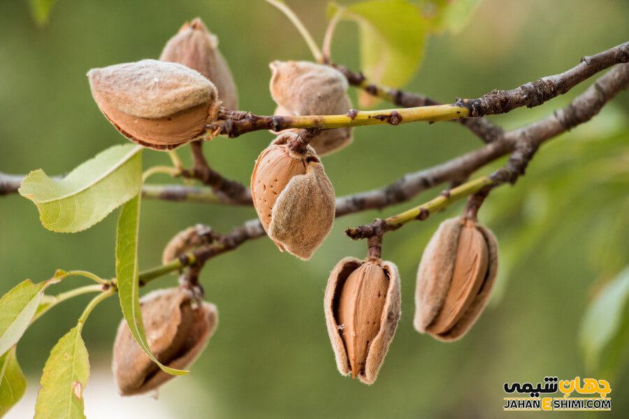 چگونه بادام درختی را مصرف کنیم