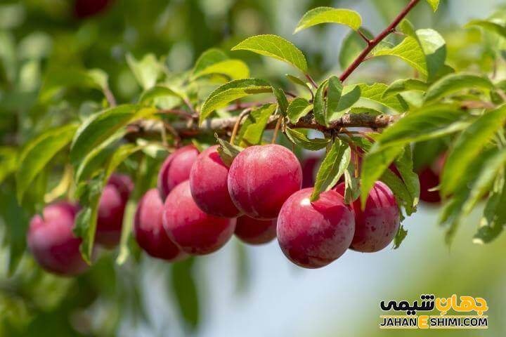 چگونه درختان آلو را پرورش دهیم