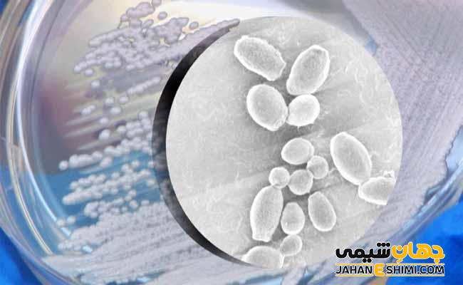 قارچ کاندیدا چیست؟ علل، تشخیص عفونت و راه های درمان آن