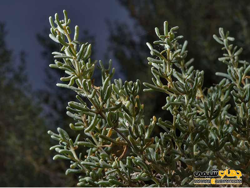 گیاه اشنان چه کاربرد هایی دارد
