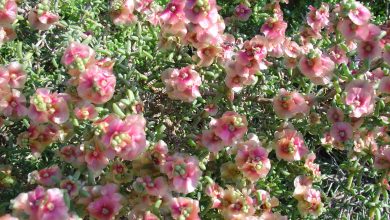 گیاه اشنان چیست؟ از چه خواص و فوایدی برخوردار است؟