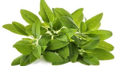 گیاه تخم مرو از چه خواص و فوایدی برخوردار است؟