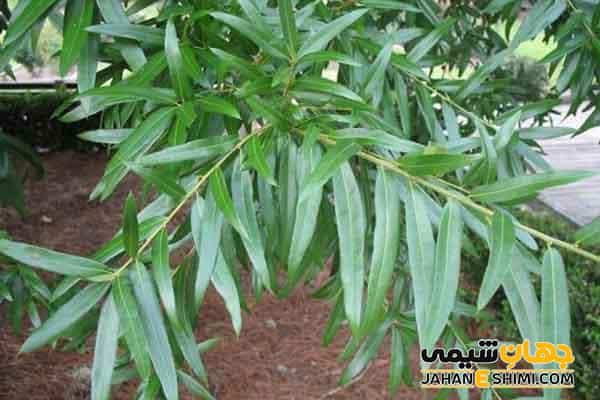 خواص عرق برگ بید چیست؟ فواید، مضرات و قیمت خرید | جهان شیمی فیزیک