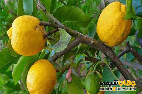 معرفی ترنج و خواص آن برای سلامتی بدن | جهان شیمی فیزیک