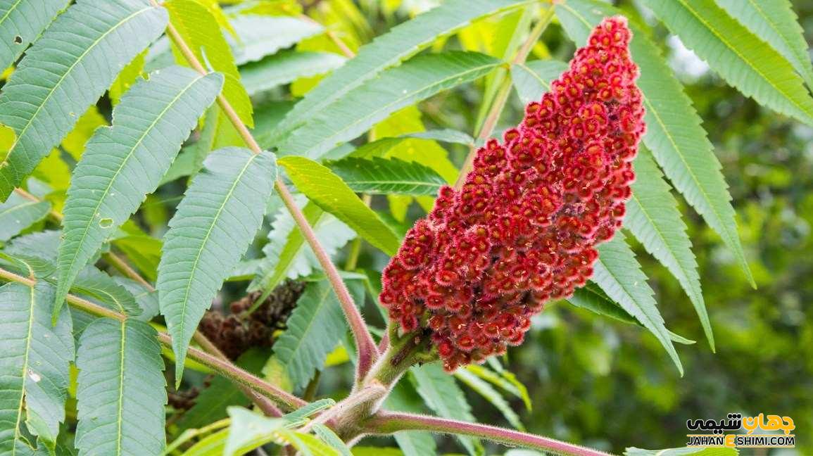 معرفی و بررسی انواع سماق و خواص آن