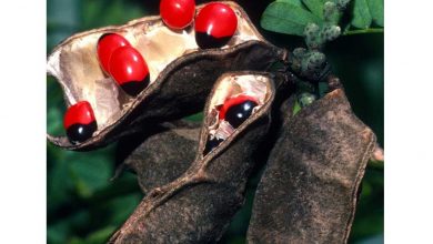 آشنایی با خواص درمانی بی نظیر دمنوش چشم خروس
