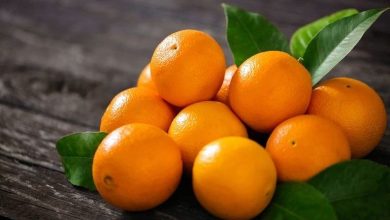 آشنایی با خواص، فواید و انواع پرتقال تامسون