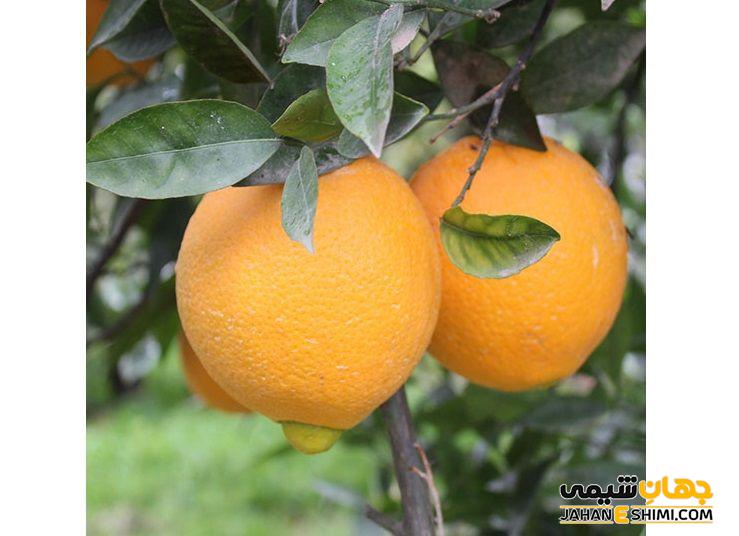 ارزش غذایی ۱۰۰ گرم پرتقال تامسون
