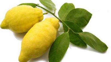 آشنایی کامل با بالنگ و خواص آن