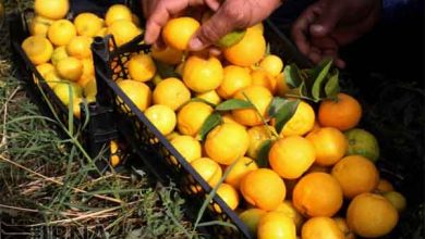 آشنایی با طبع و خواص میوه بکرایی یا بکرین